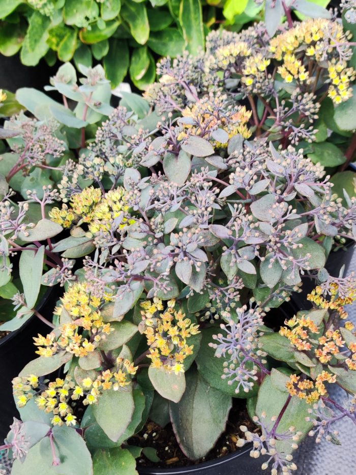 Очиток гибридный (Sedum hybrida) Yellow Xenox