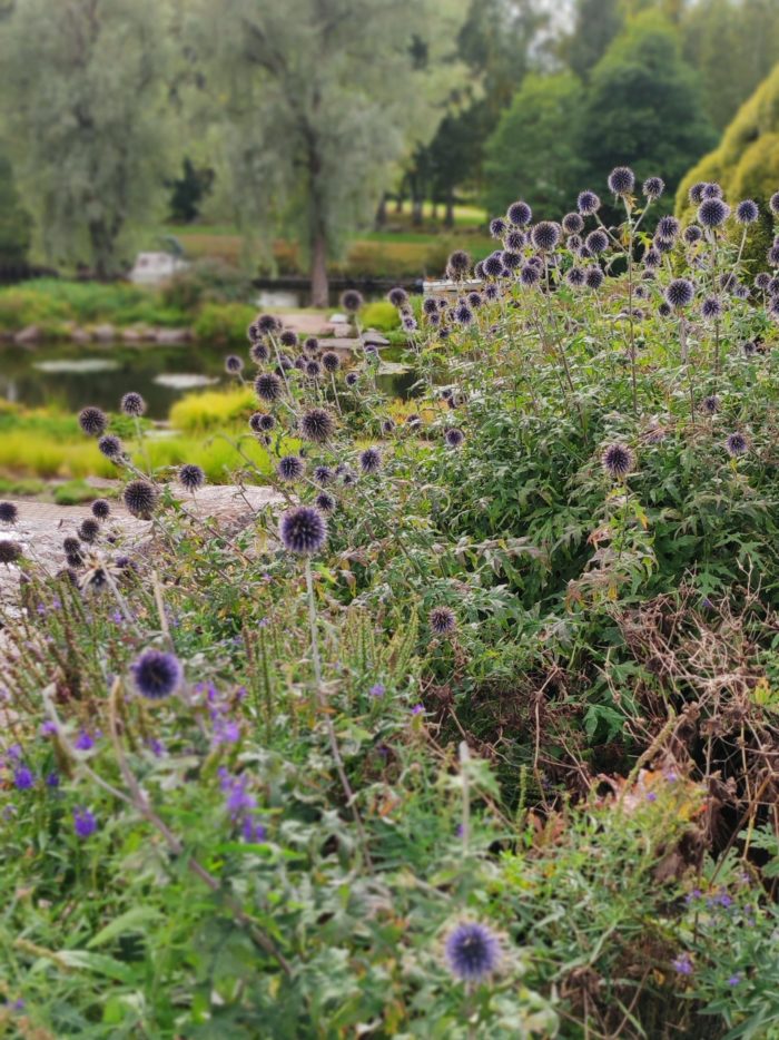 Мордовник банатский (Echinops) Blue Glow