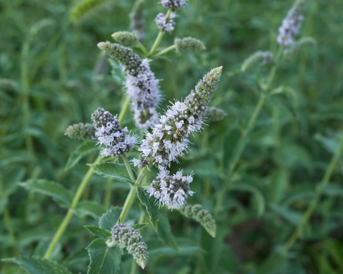 Мята яблочная (Mentha longifolia)