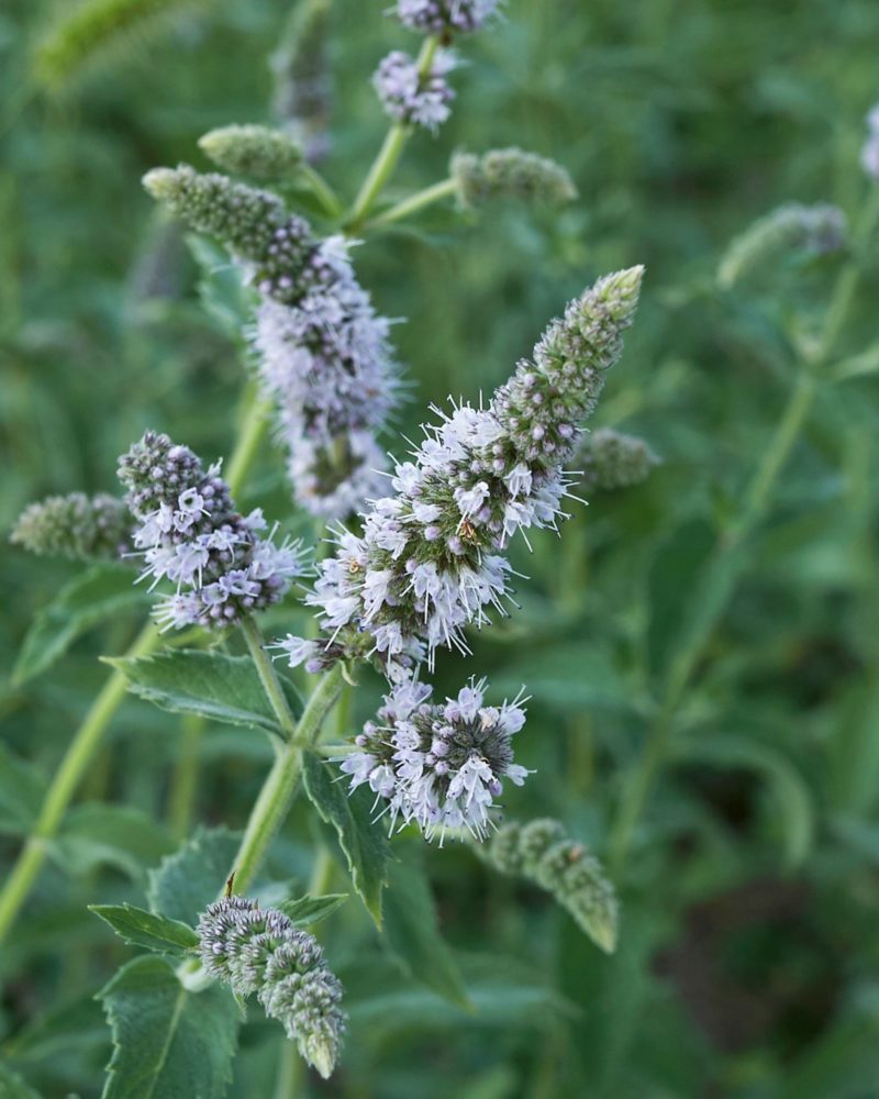 Мята яблочная (Mentha longifolia)