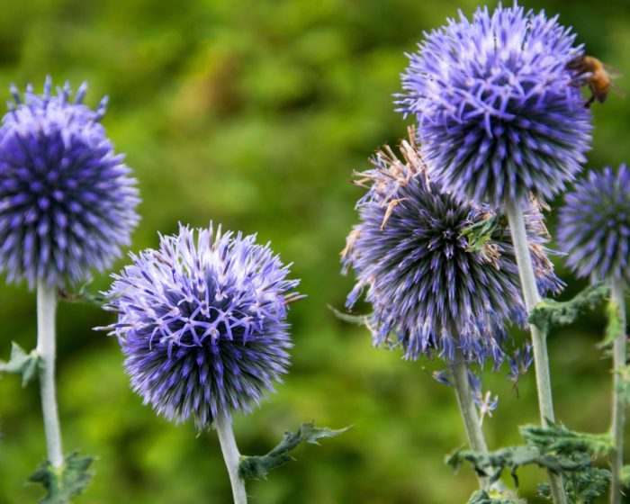 Мордовник банатский (Echinops) Blue Glow