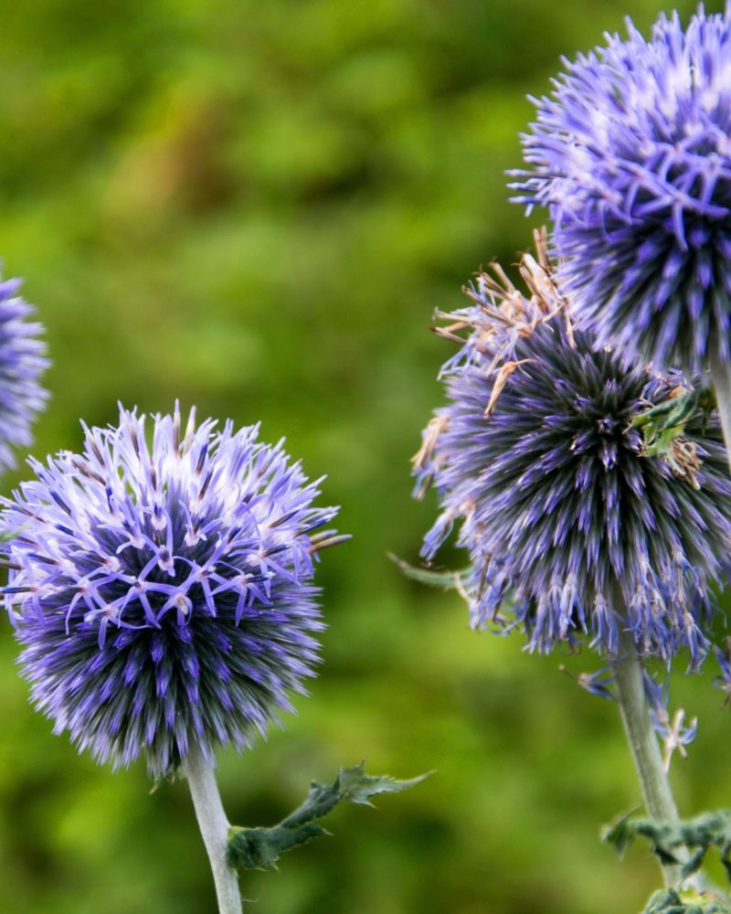 Мордовник банатский (Echinops) Blue Glow