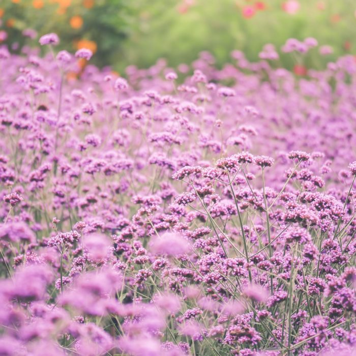 Вербена буэнос-айресская (Verbena bonariensis)