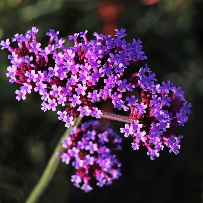 Вербена буэнос-айресская (Verbena bonariensis)