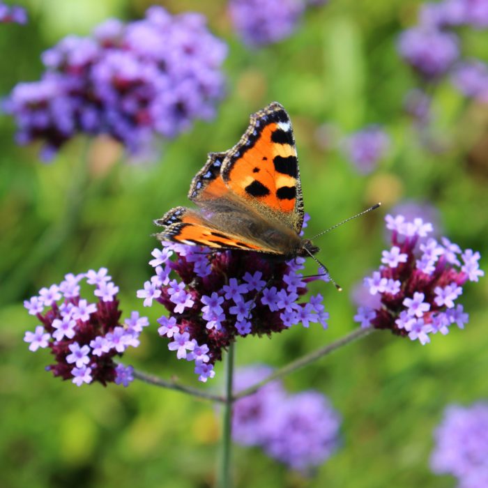 Вербена буэнос-айресская (Verbena bonariensis)