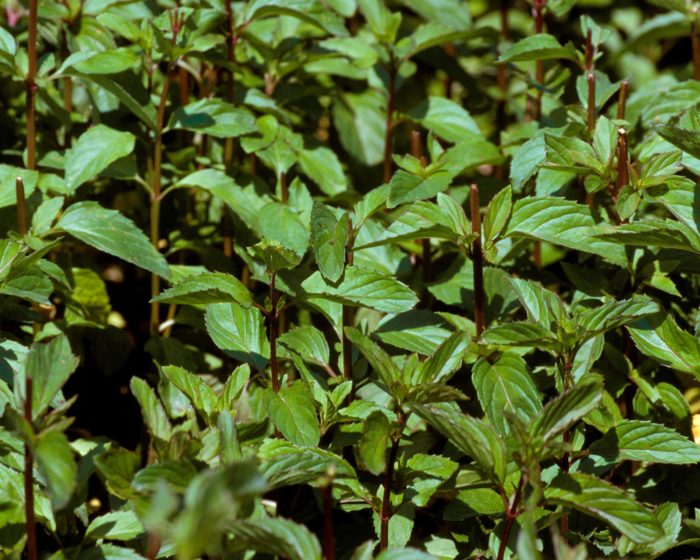 Мята перечная (Mentha piperita) Chocolate