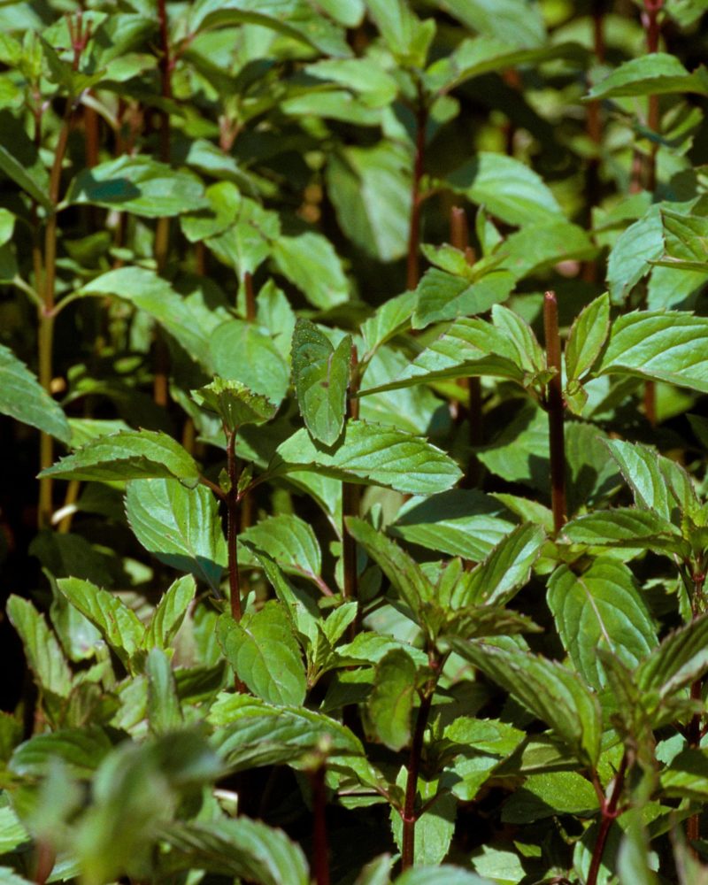 Мята перечная (Mentha piperita) Chocolate