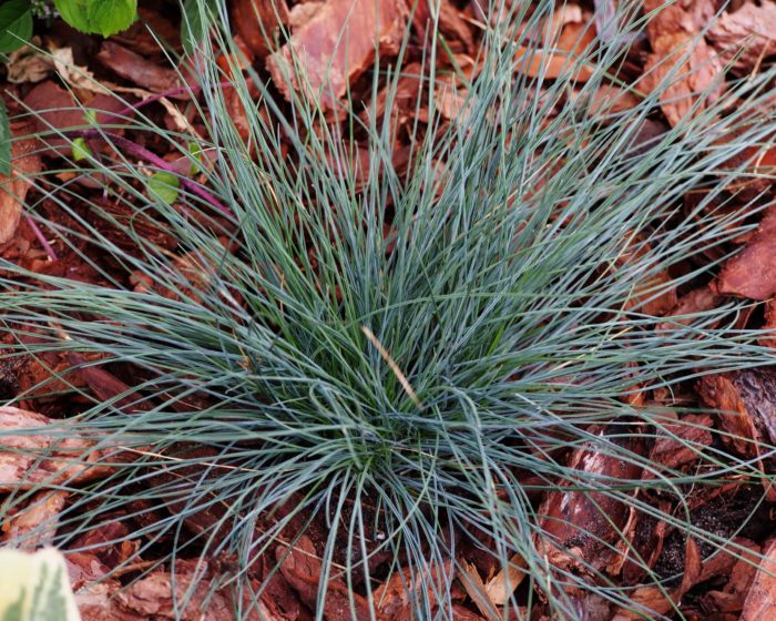 Овсянница сизая (Festuca glauca)