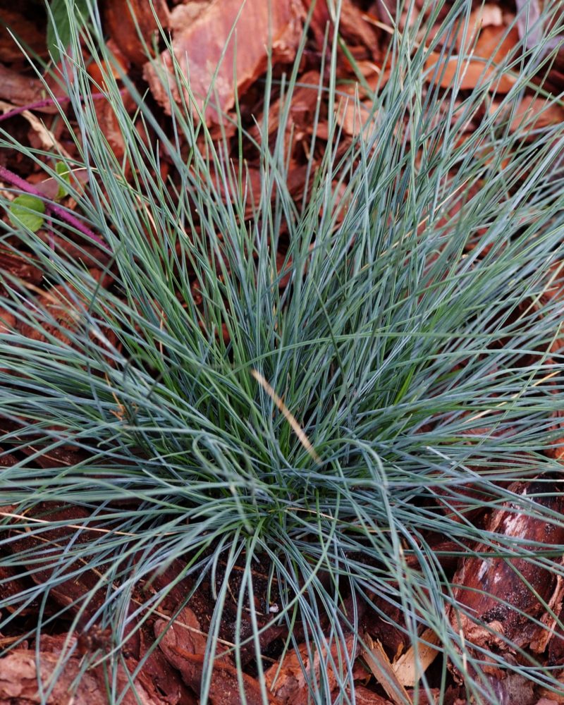 Овсянница сизая (Festuca glauca)