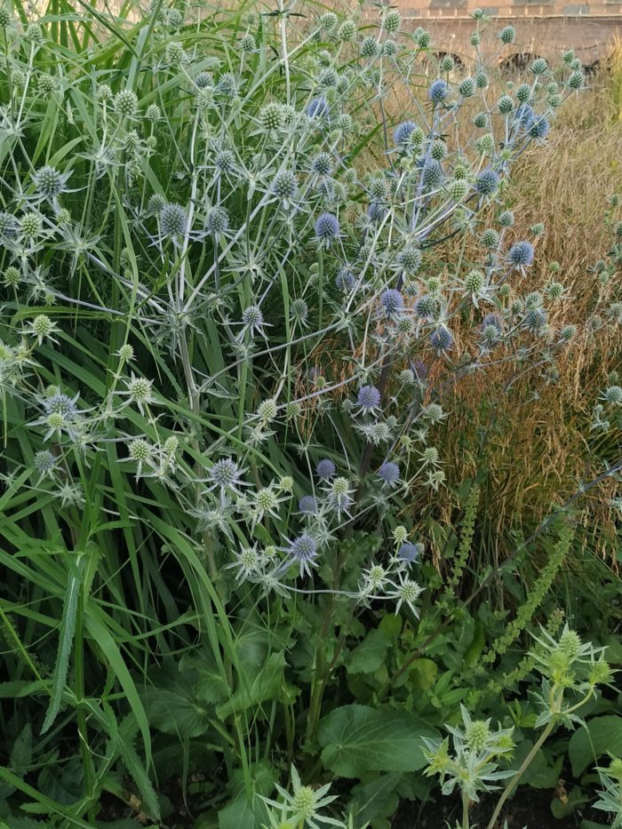 Синеголовник альпийский (Eryngium) Blue Star