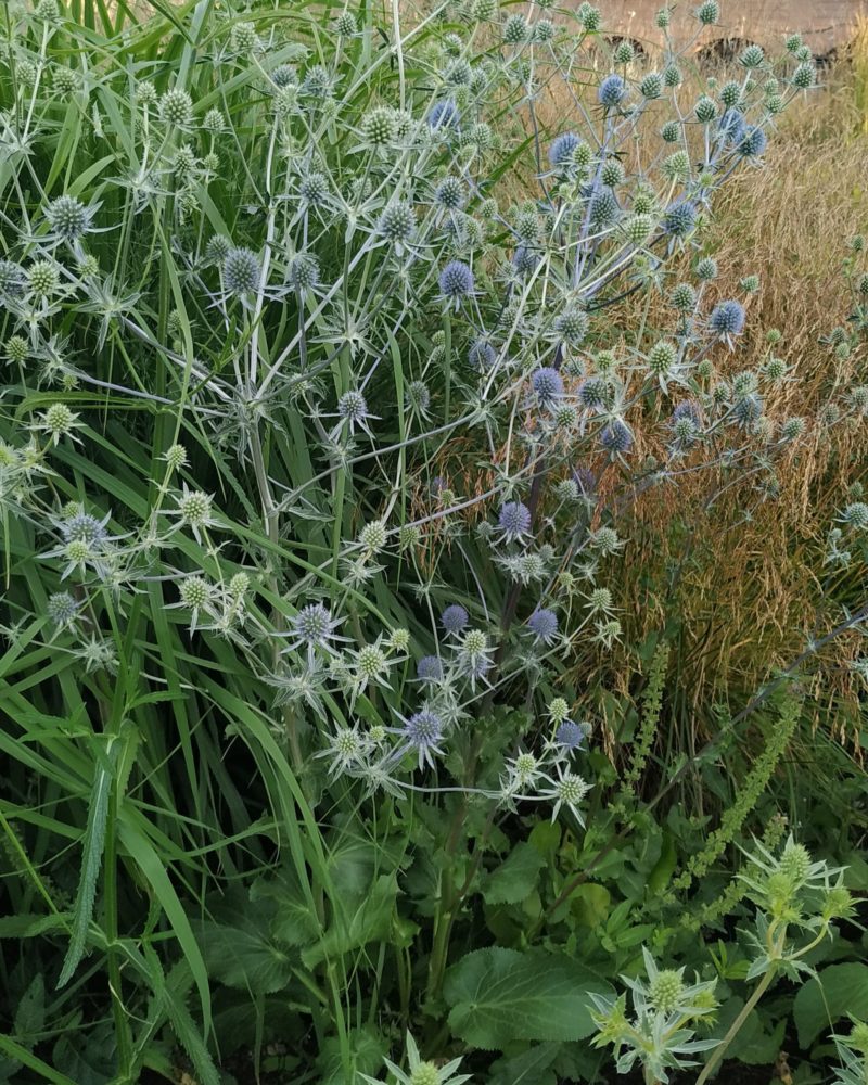 Синеголовник альпийский (Eryngium) Blue Star