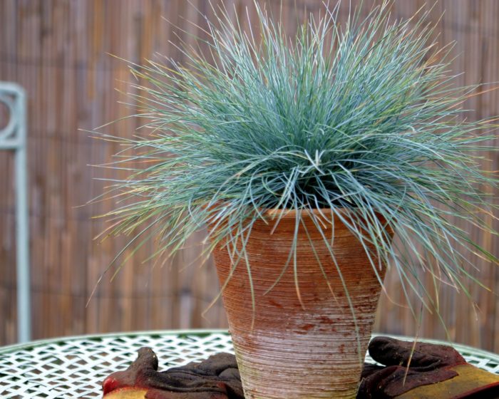 Овсянница сизая (Festuca glauca)