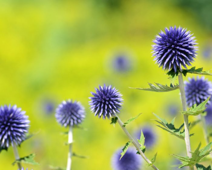 Мордовник банатский (Echinops) Blue Glow