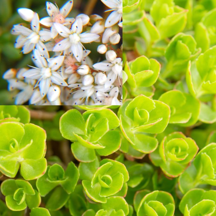 Очиток ложный Альбум (Sedum spurium )