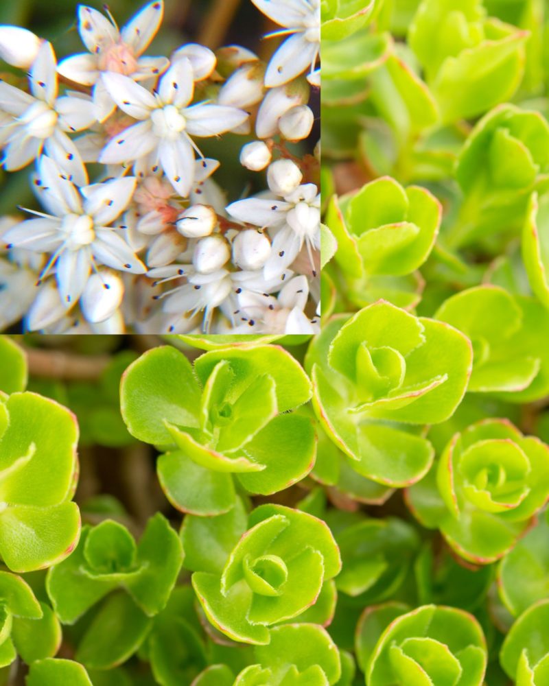 Очиток ложный Альбум (Sedum spurium )