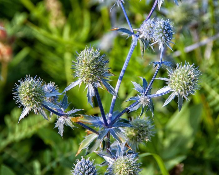 Синеголовник альпийский (Eryngium) Blue Star