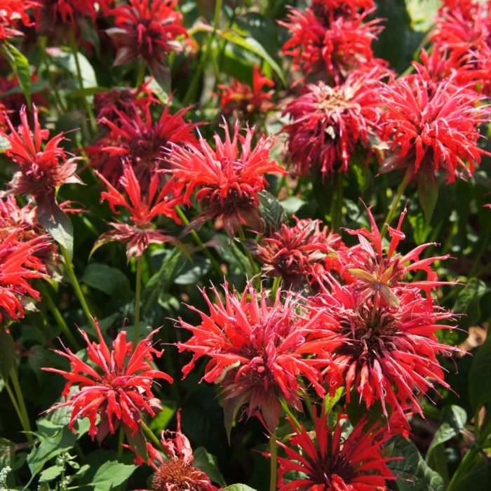 Монарда гибридная (Monarda hybrid) Cambridge Scarlet