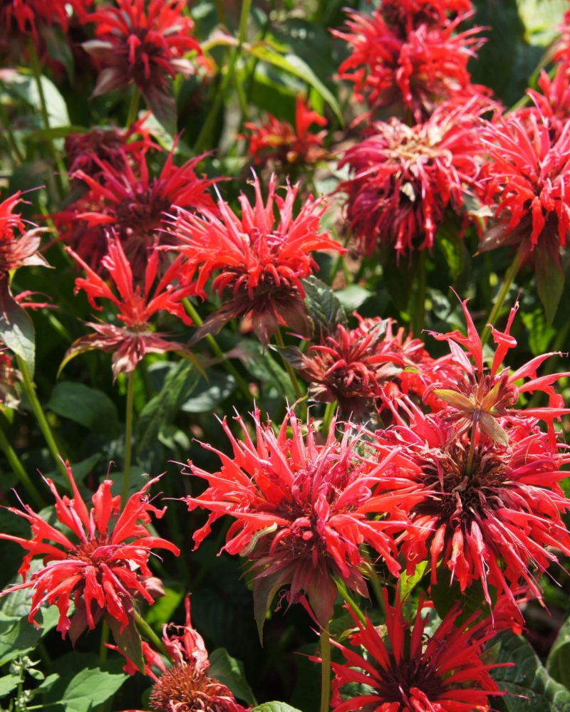 Монарда гибридная (Monarda hybrid) Cambridge Scarlet