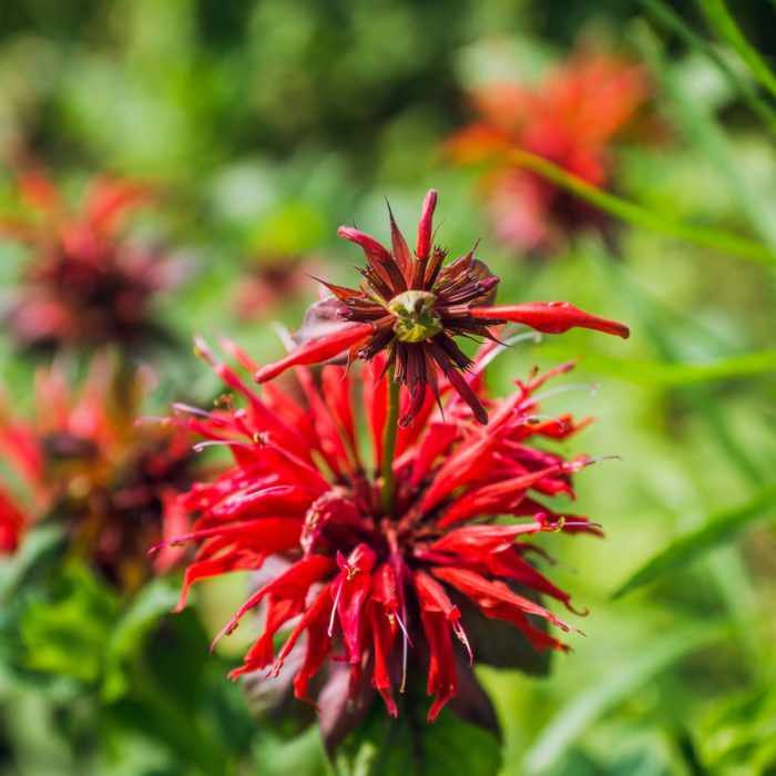 Монарда гибридная (Monarda hybrid) Cambridge Scarlet