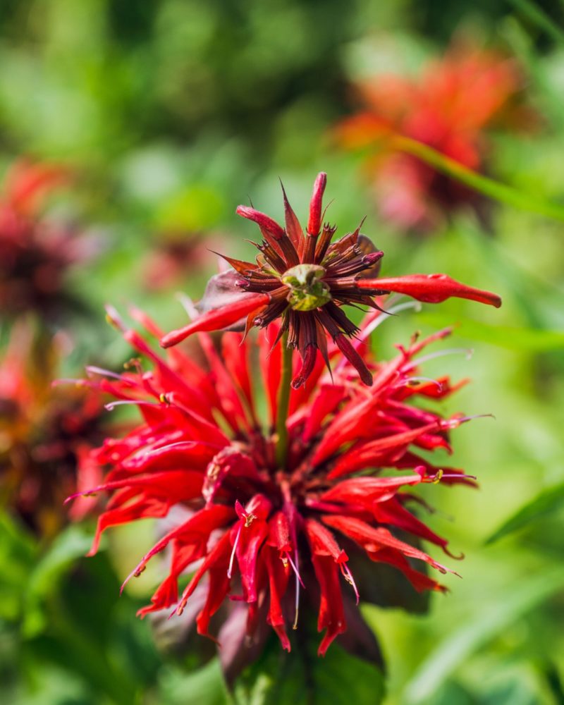 Монарда гибридная (Monarda hybrid) Cambridge Scarlet