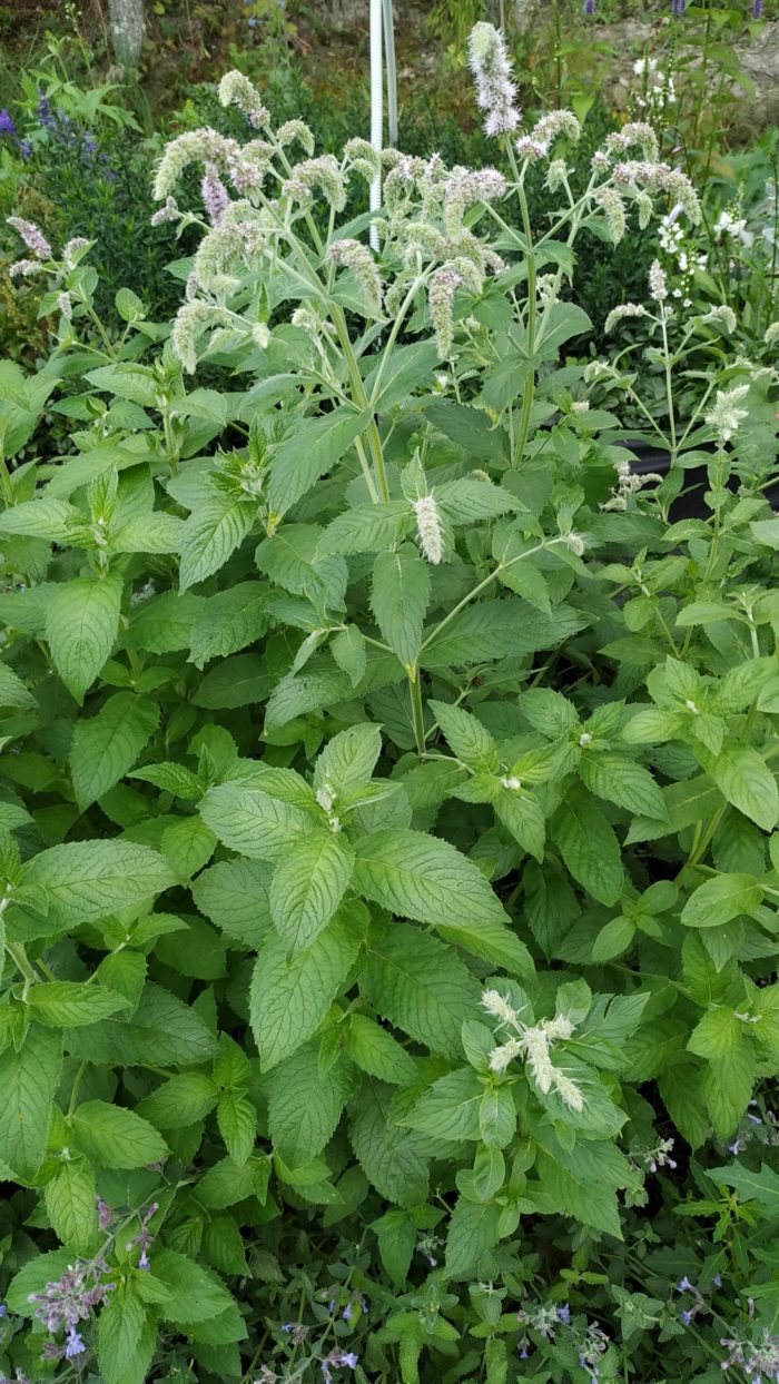 Мята яблочная (Mentha longifolia)