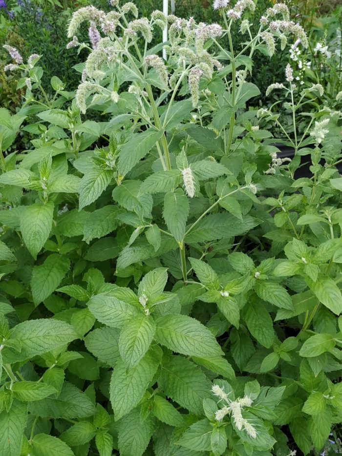 Мята яблочная (Mentha longifolia)