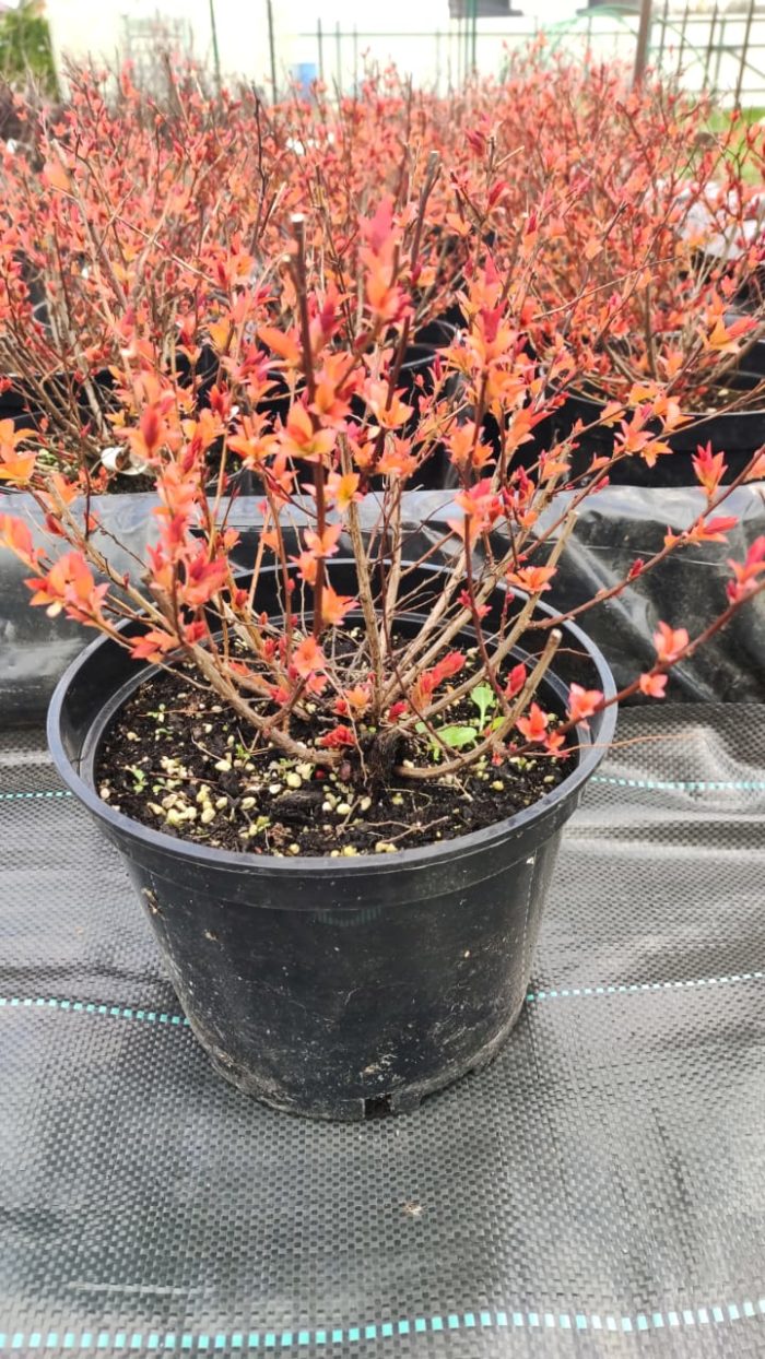 Спирея японская (Spiraea japonica) Firelight