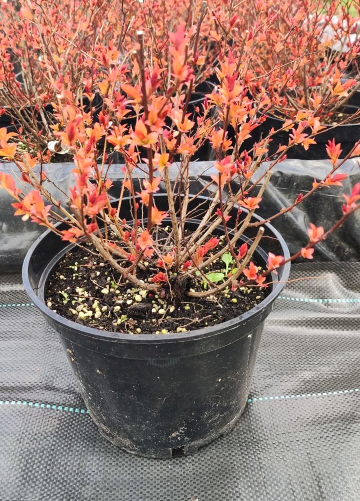 Спирея японская (Spiraea japonica) Firelight