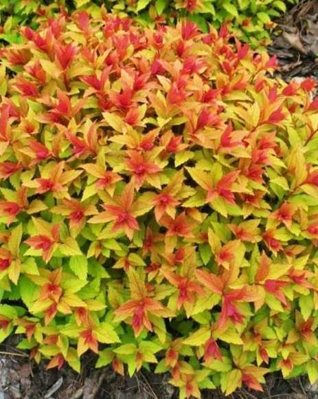 Спирея японская (Spiraea japonica) Firelight