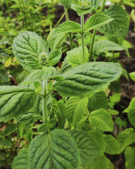 Мята (Mentha piperita) Ananazminze