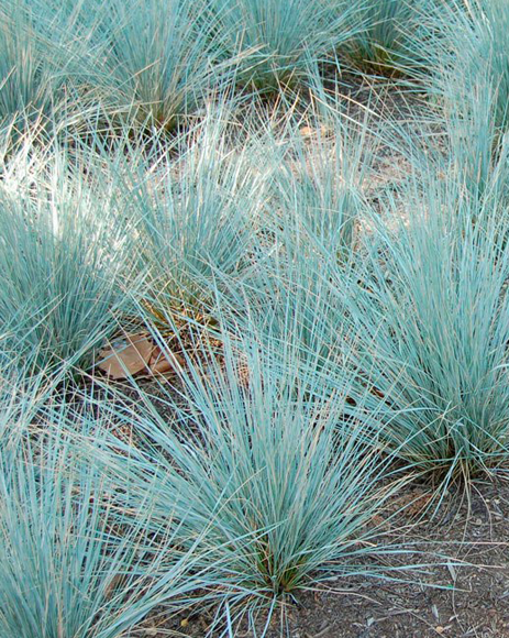 Овсец вечнозеленый. Helictotrichon sempervirens. Овсец Луговой в Ленинградской области. Овсец Шелля.