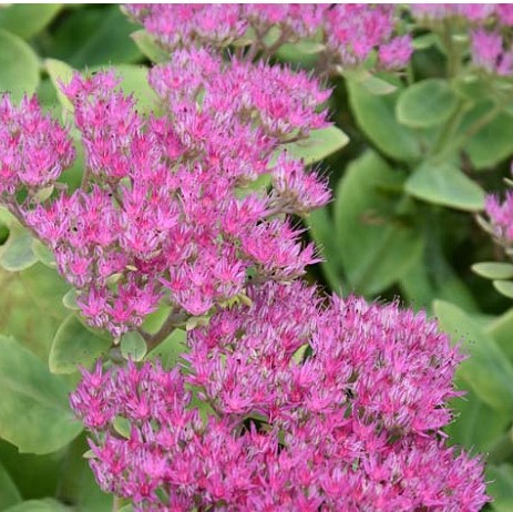 Очиток видный (Sedum spectabile ) Brilliant