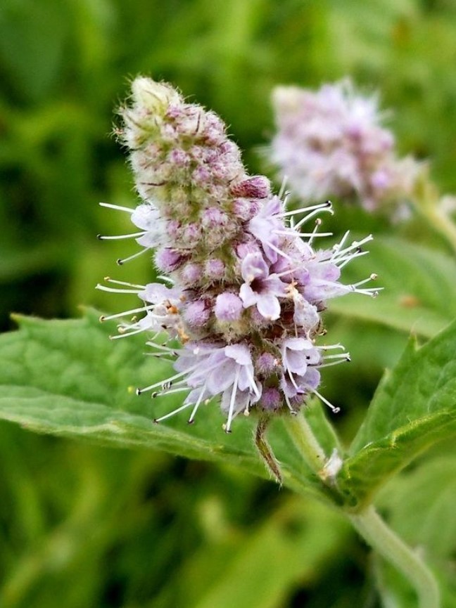 Мята мексиканская или Лофант барбери (Agastache barberi)