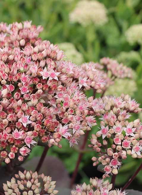 Очиток матрона (Sedum Matrona) Matrona