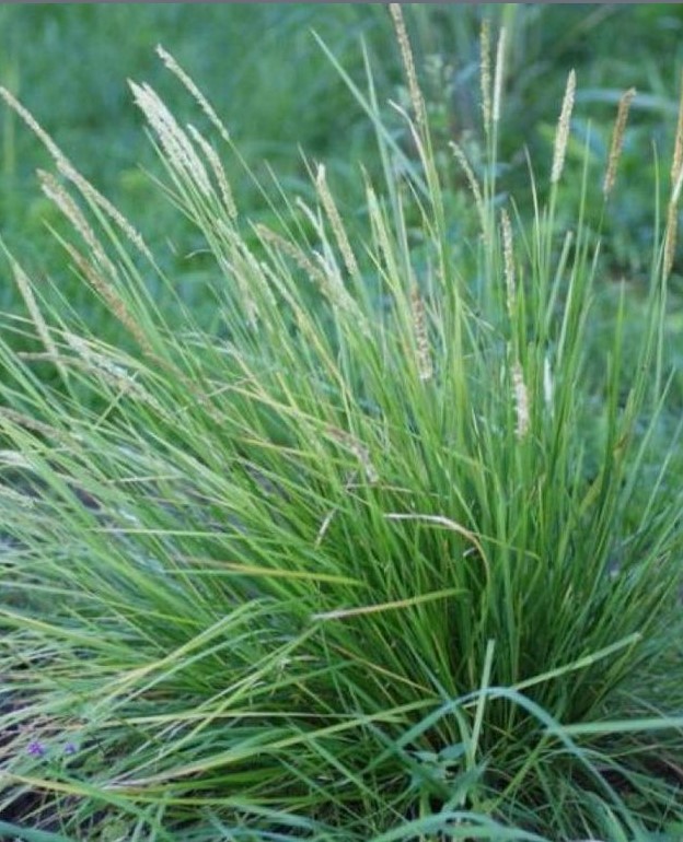 Сеслерия серебристая (Sesleria caerulea)