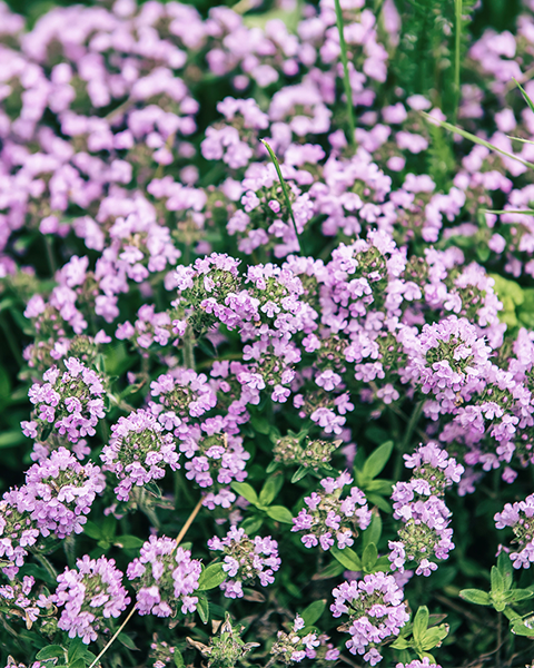 Тимьян обыкновенный Thymus vulgaris