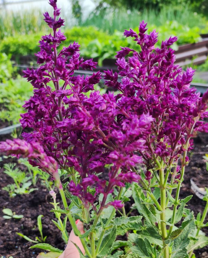 Шалфей дубравный (Salvia nemorosa) Schwellenburg