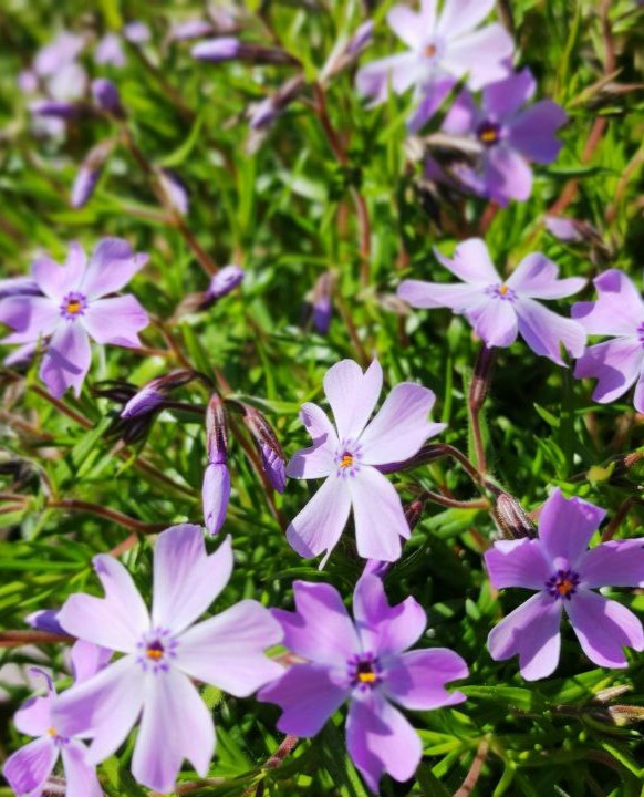 Флокс шиловидный (Phlox subulata) Emerald Cushion Blue