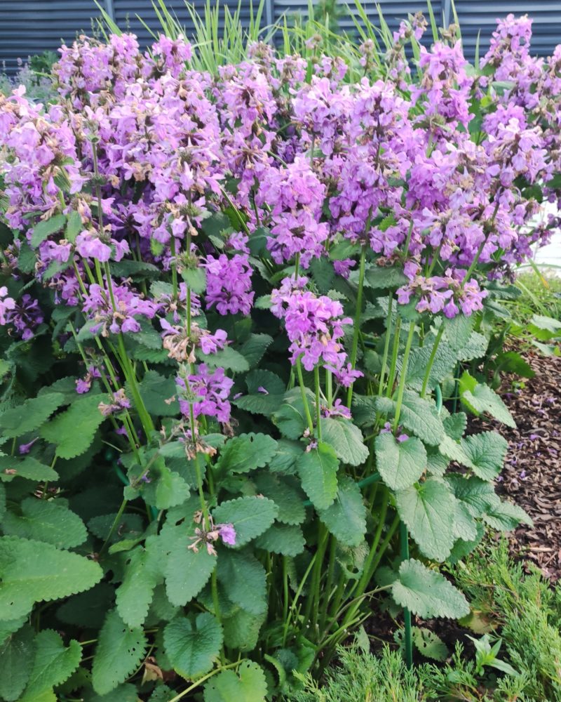 Буквица крупноцветковая (Betonica grandiflora)