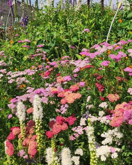 Тысячелистник обыкновенный "Колорадо" микс розовый (Achillea millefolium Colorado mix)