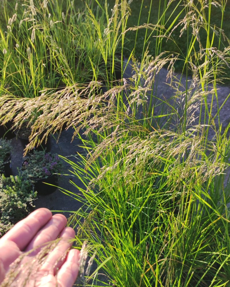 Луговик дернистый, щука "Бронзешлеер" (Deschampsia cespitosa Bronzeshcleier)