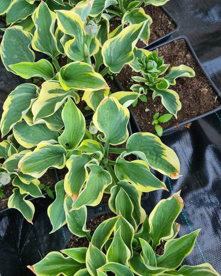 Хоста "Вайд Брим" (Hosta Wide Brim)
