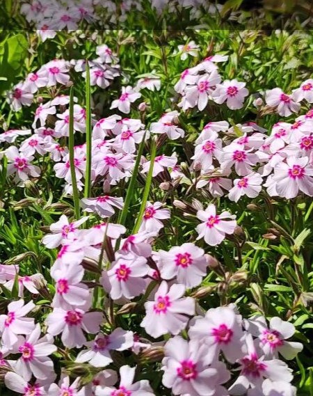 Флокс шиловидный (Phlox subulata) Coral Eye