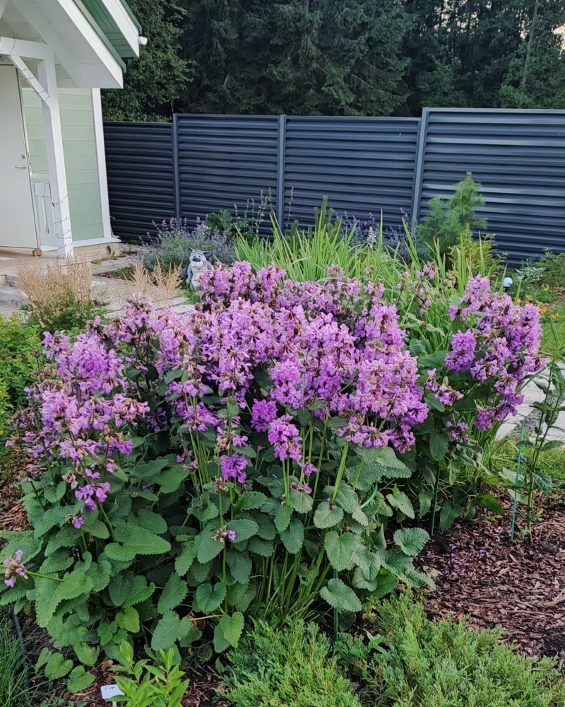 Буквица крупноцветковая (Betonica grandiflora) Буквица крупноцветковая (Betonica grandiflora)