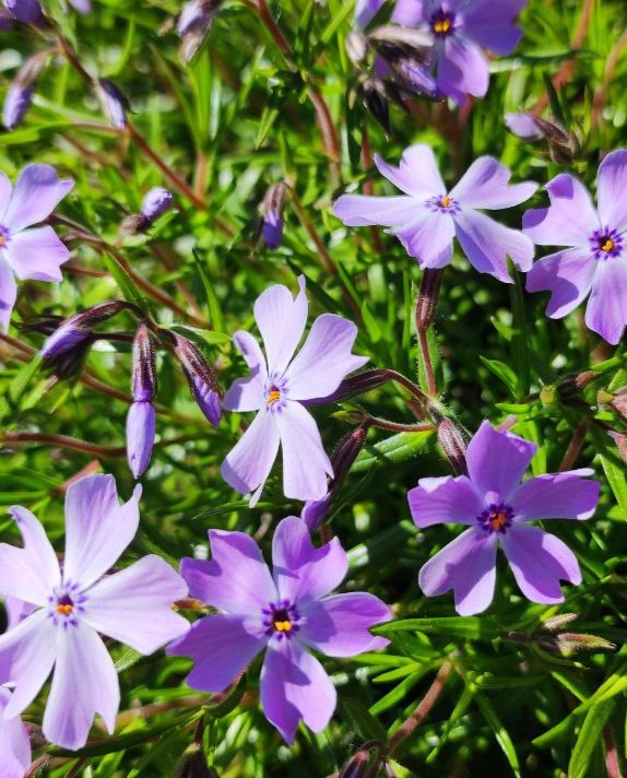 Флокс шиловидный (Phlox subulata) Emerald Cushion Blue