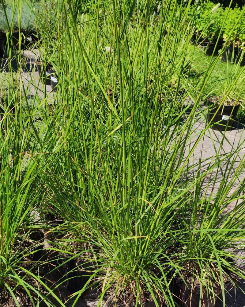 Луговик дернистый, щука «Бронзешлеер» (Deschampsia cespitosa Bronzeshcleier) Луговик дернистый, щука "Бронзешлеер" (Deschampsia cespitosa Bronzeshcleier)