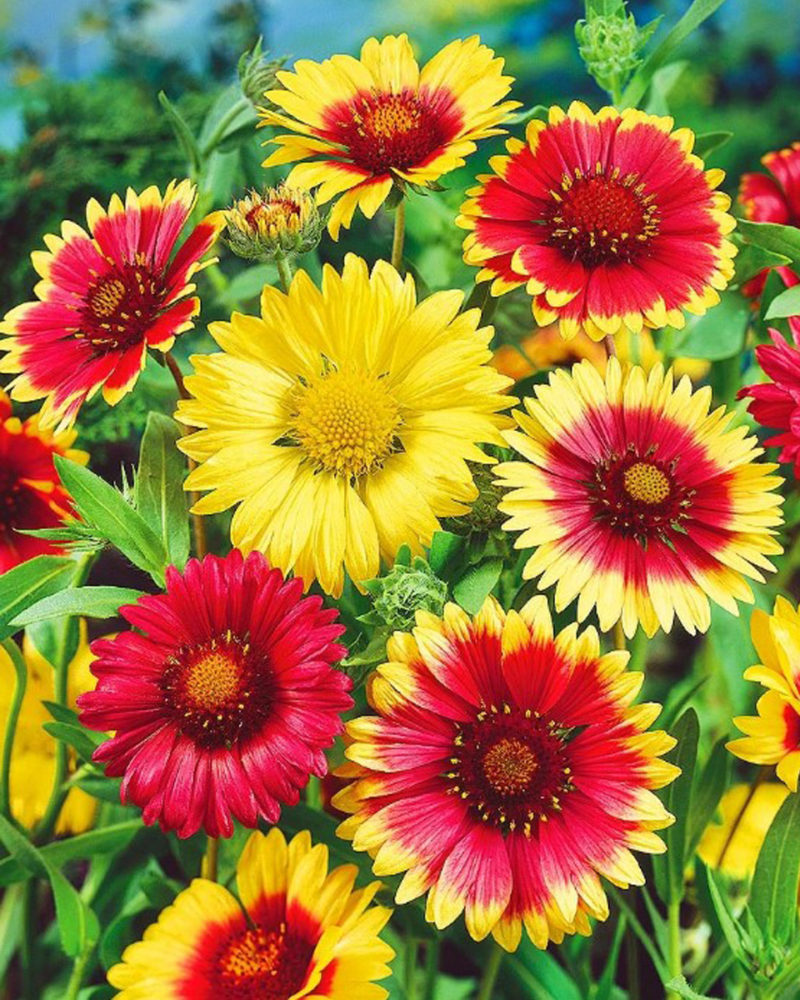 Гайлардия (Gaillardia) остистая Gelios