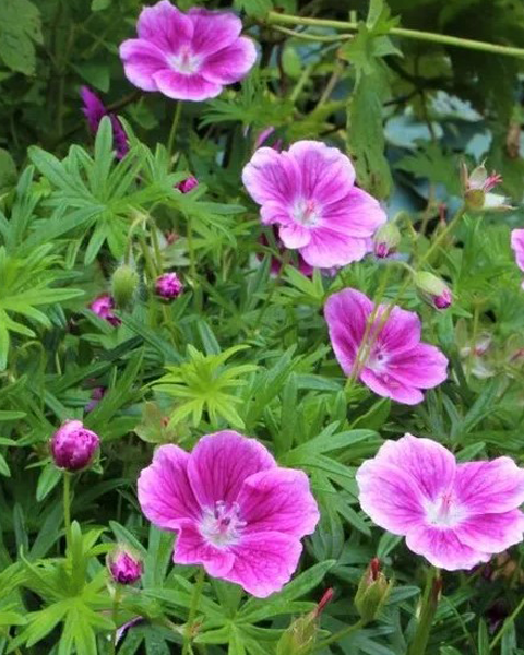 Герань (Geranium ) Elke