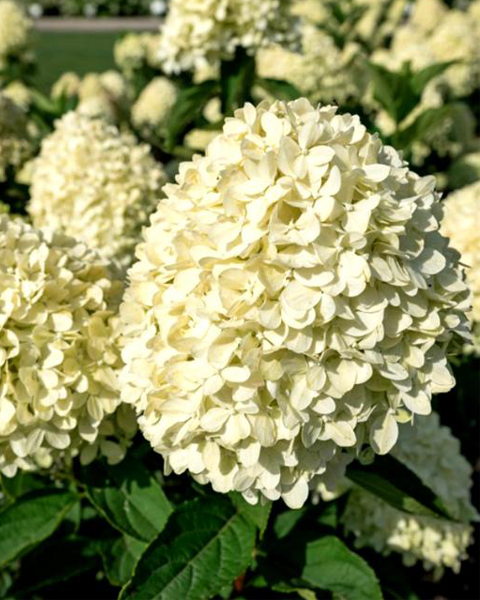 Гортензия метельчатая (Hydrangea paniculata) Cotton Cream