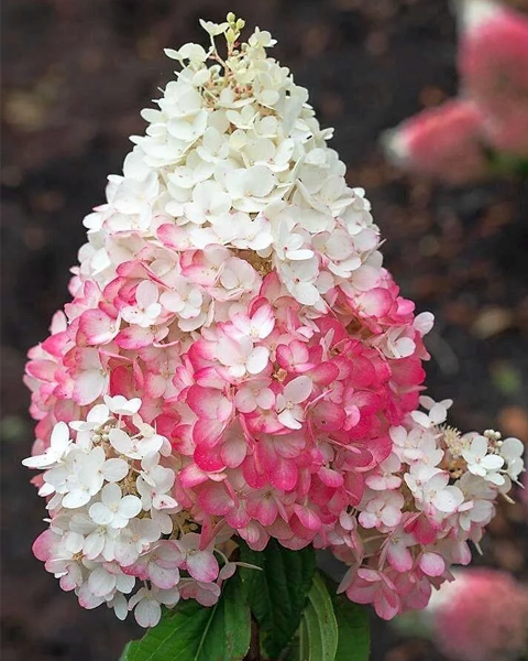 Гортензия метельчатая (Hydrangea paniculata) Strawberry Blossom